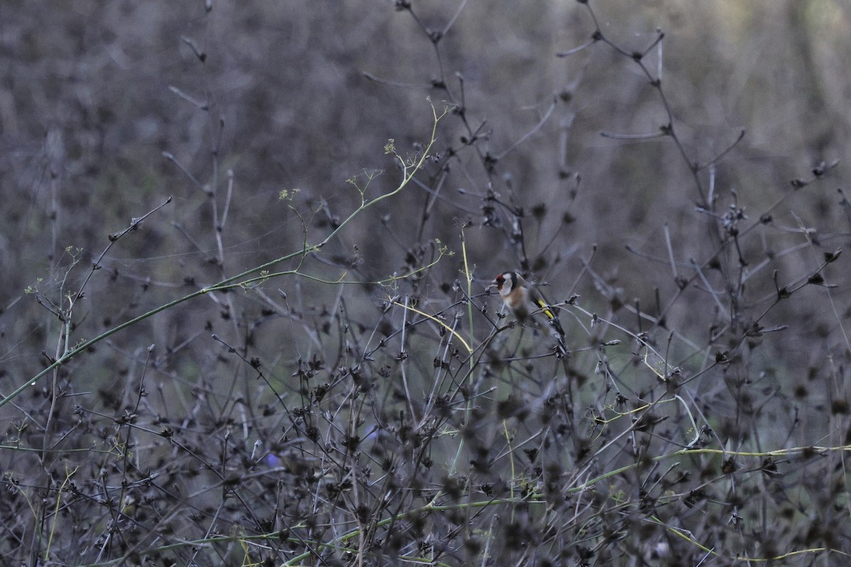 European Goldfinch - ML644880515