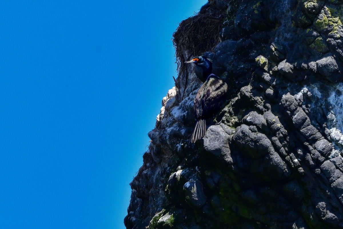 Red-faced Cormorant - ML644880516