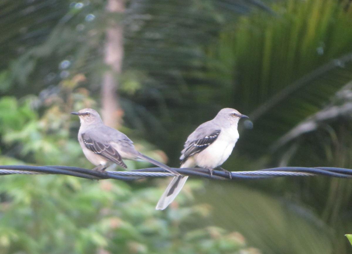 Tropikal Taklitçi - ML644880518