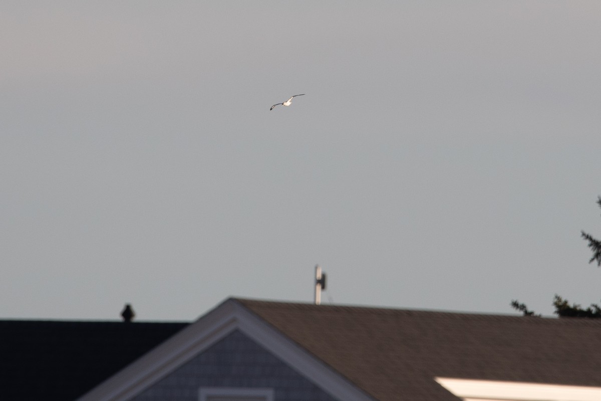 Alcatraz Atlántico - ML644880522