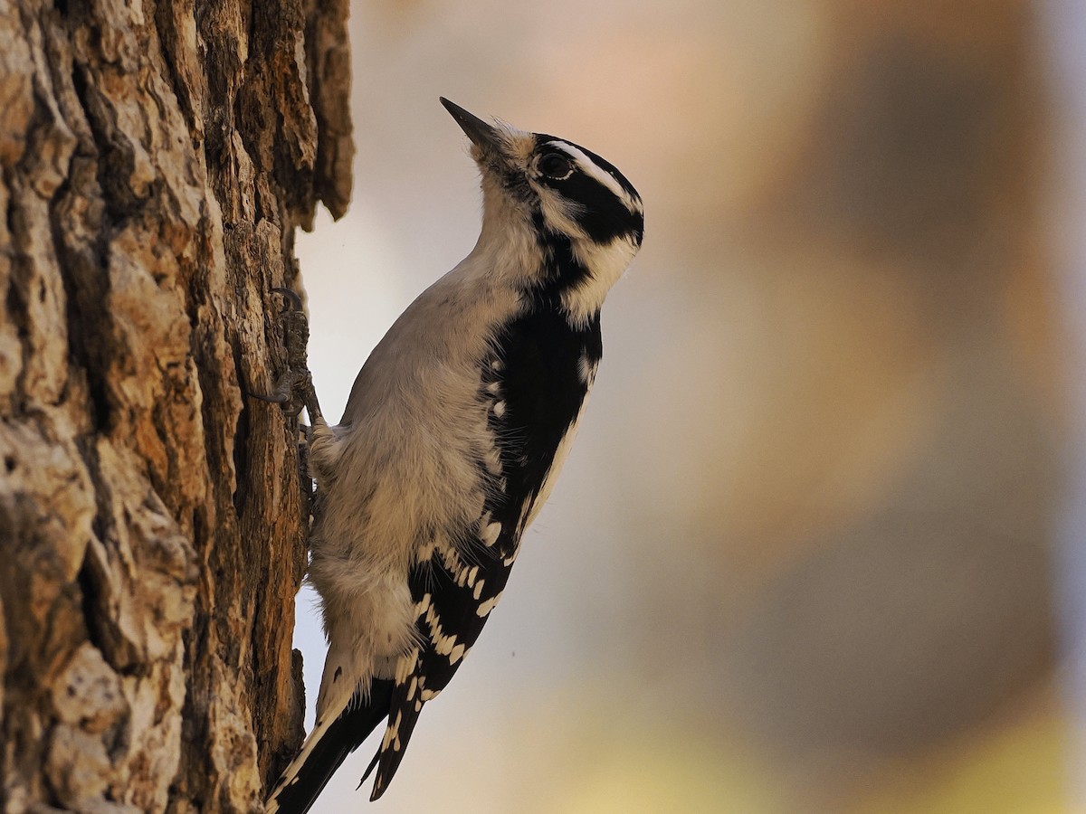 Dunenspecht - ML644880524