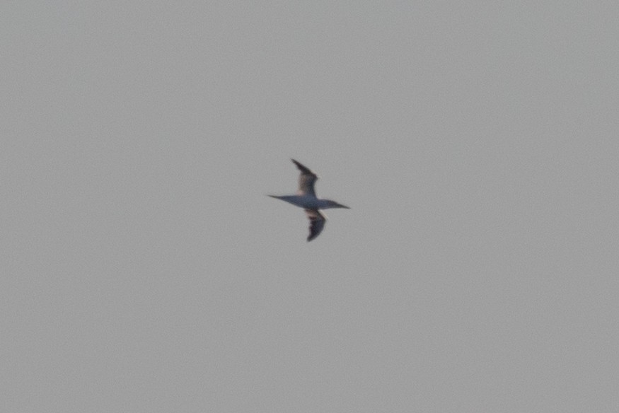 Alcatraz Atlántico - ML644880525