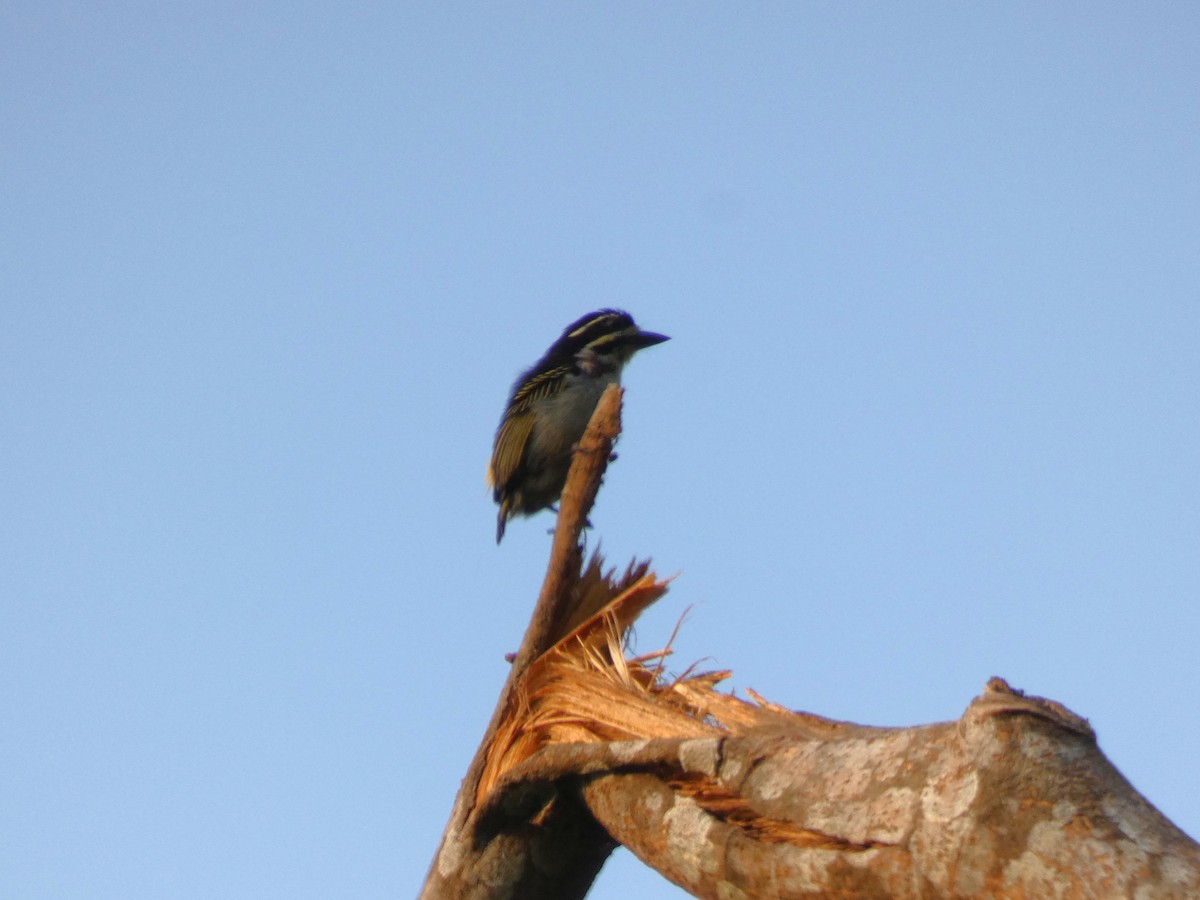 Yellow-throated Tinkerbird - ML644880529