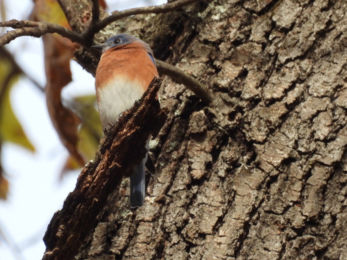 Eastern Bluebird - ML644880530
