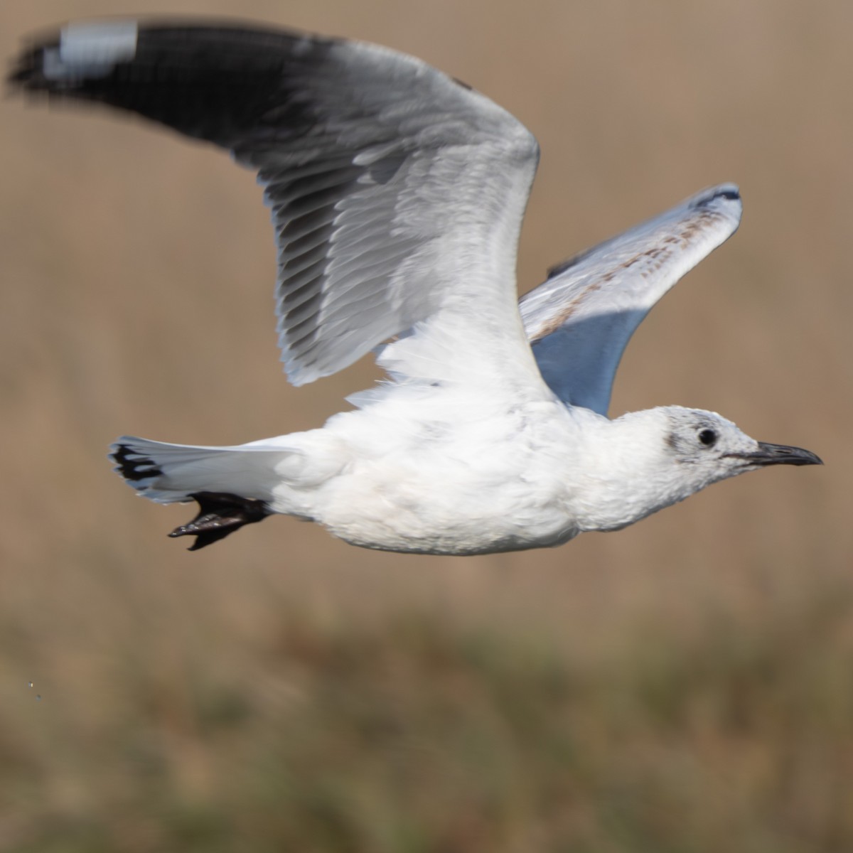 Andean Gull - ML644880536
