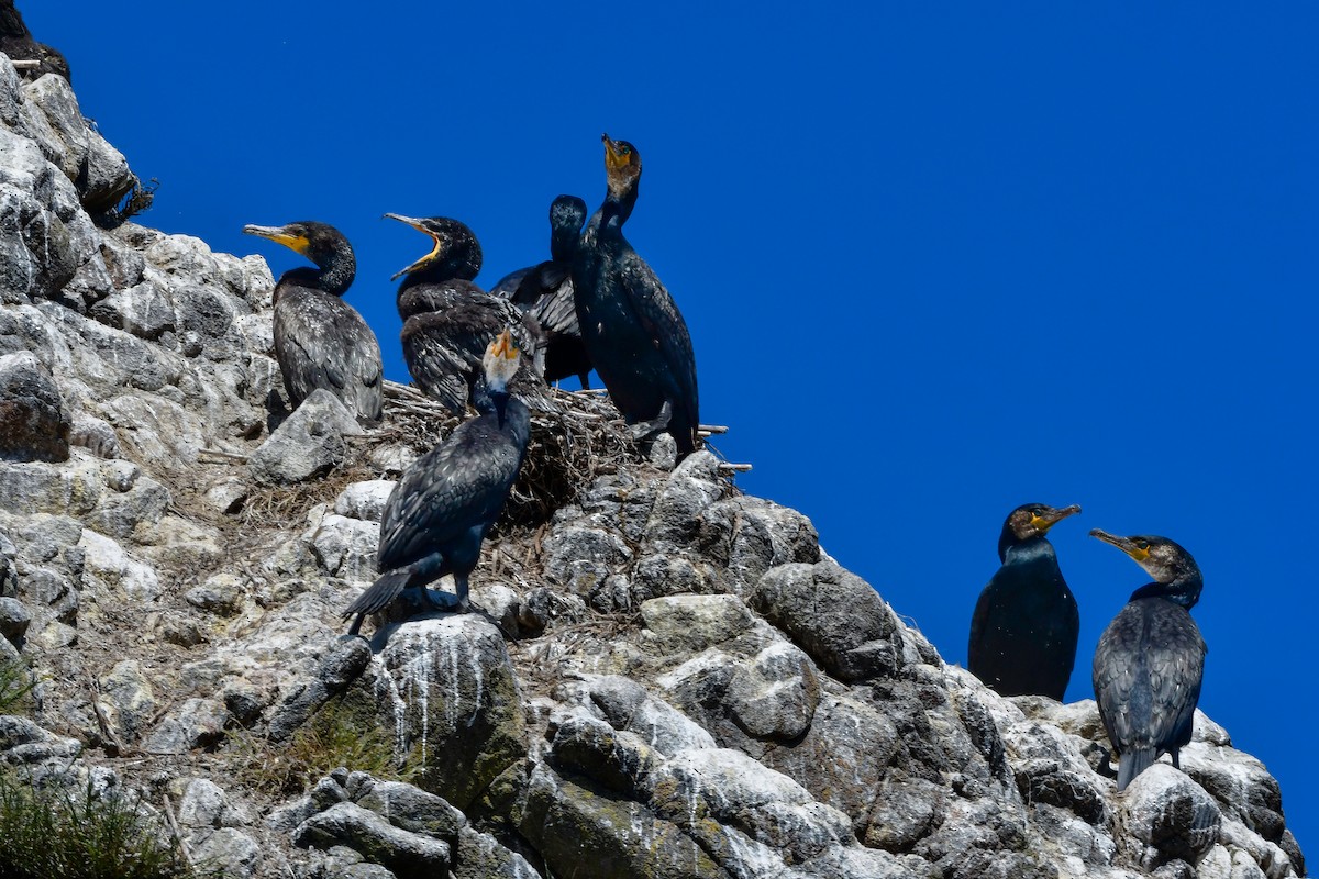 Japanese Cormorant - ML644880540