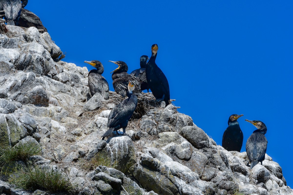 Japanese Cormorant - ML644880541