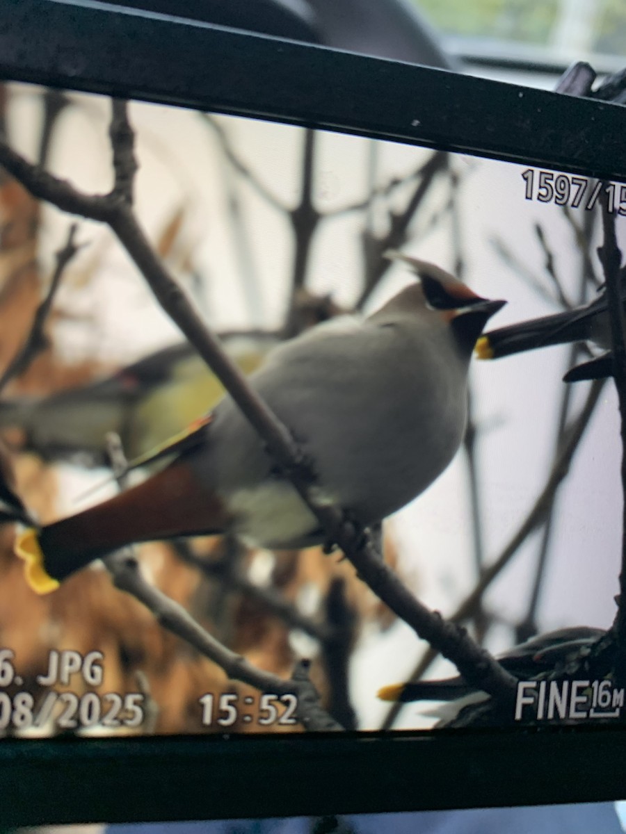 Bohemian Waxwing - ML644880543
