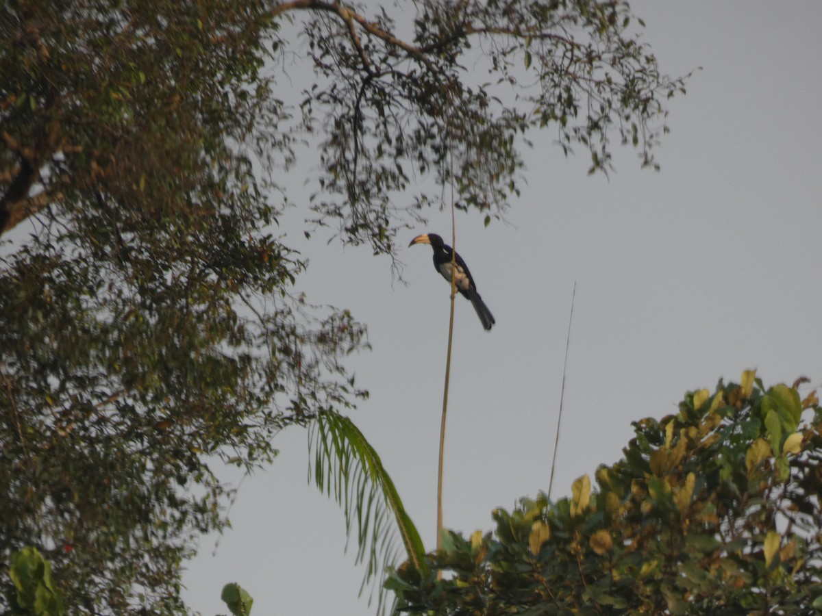 Congo Pied Hornbill - ML644880545