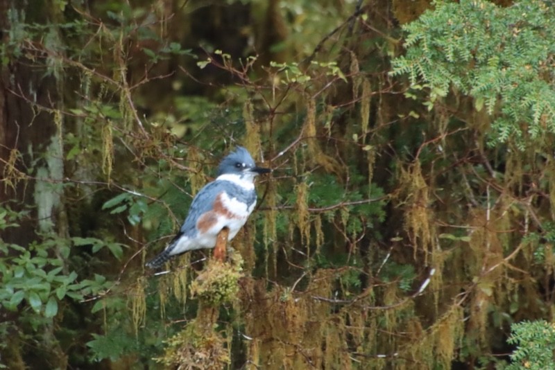 Belted Kingfisher - ML644880546