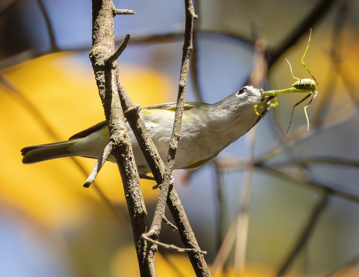 フタスジモズモドキ - ML644880560