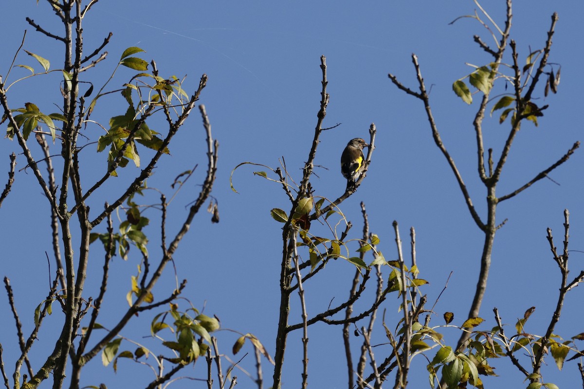 European Goldfinch - ML644880573