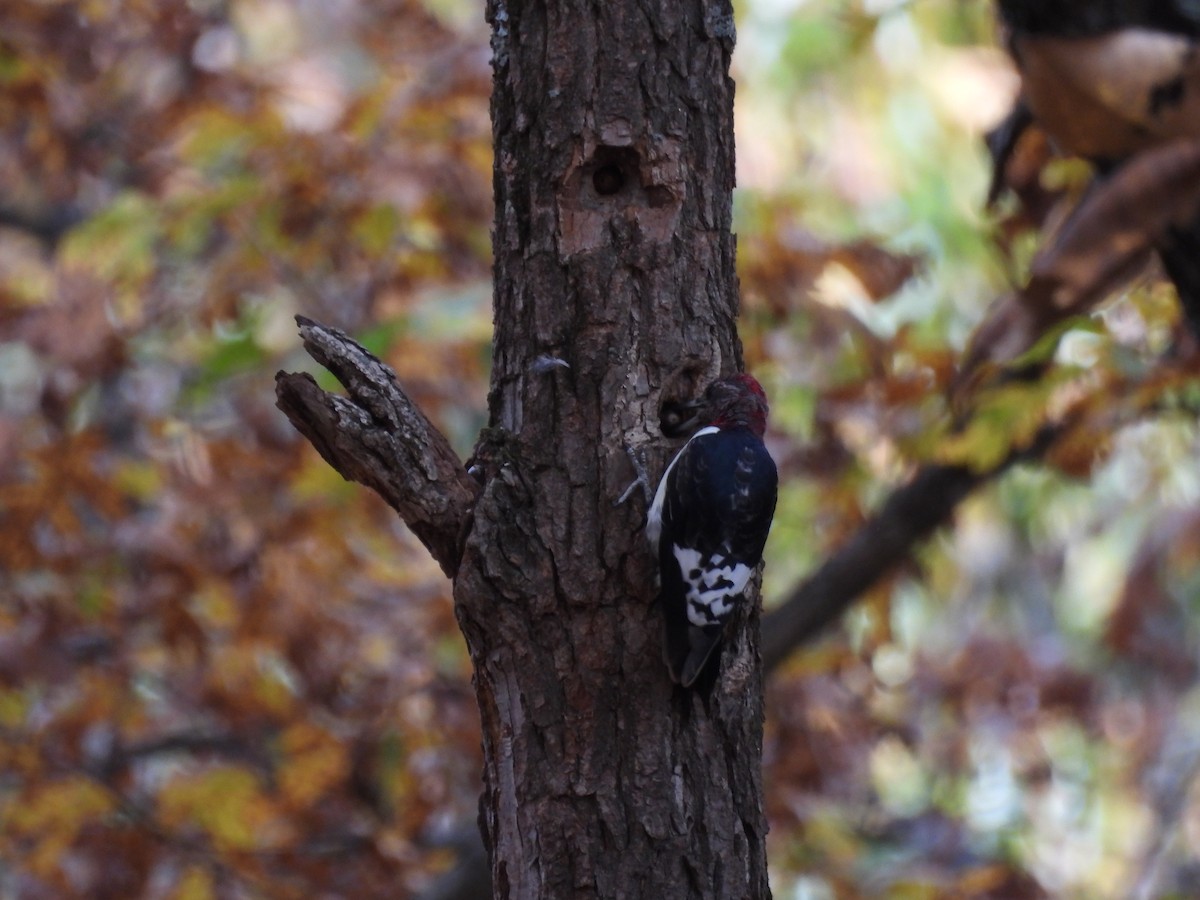 Red-headed Woodpecker - ML644880582