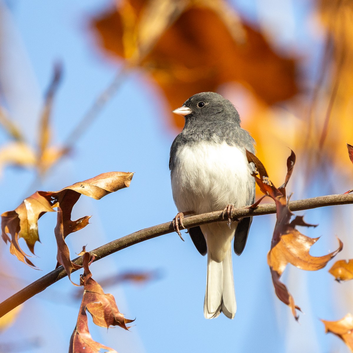 Dark-eyed Junco - ML644880583