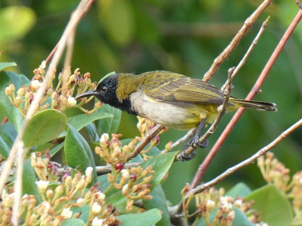 Reichenbach's Sunbird - ML644880586