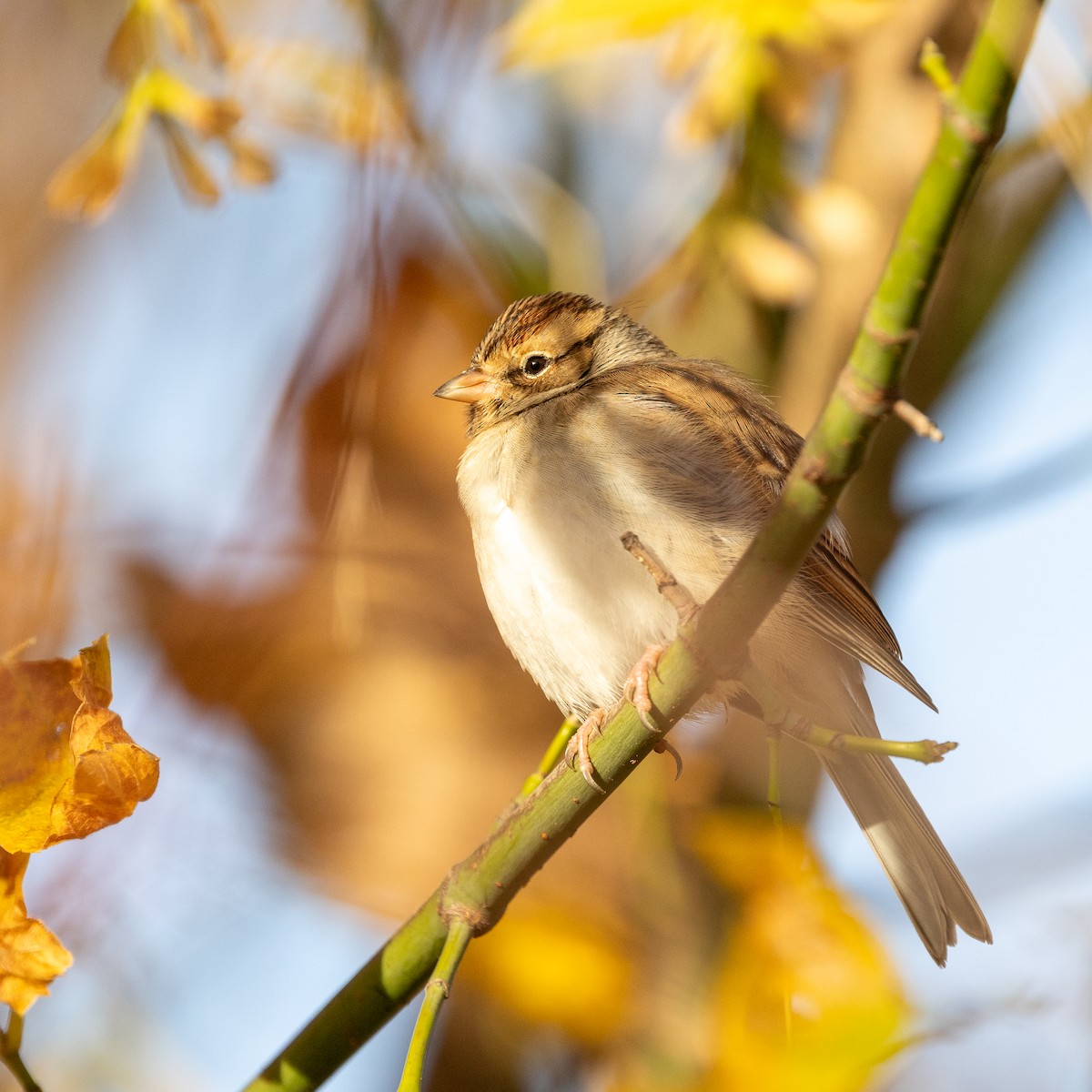 Chipping Sparrow - ML644880589