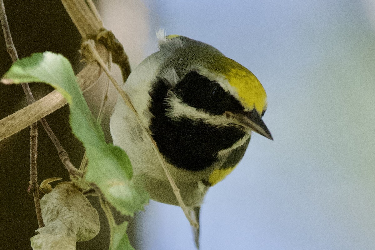 キンバネアメリカムシクイ - ML644880592