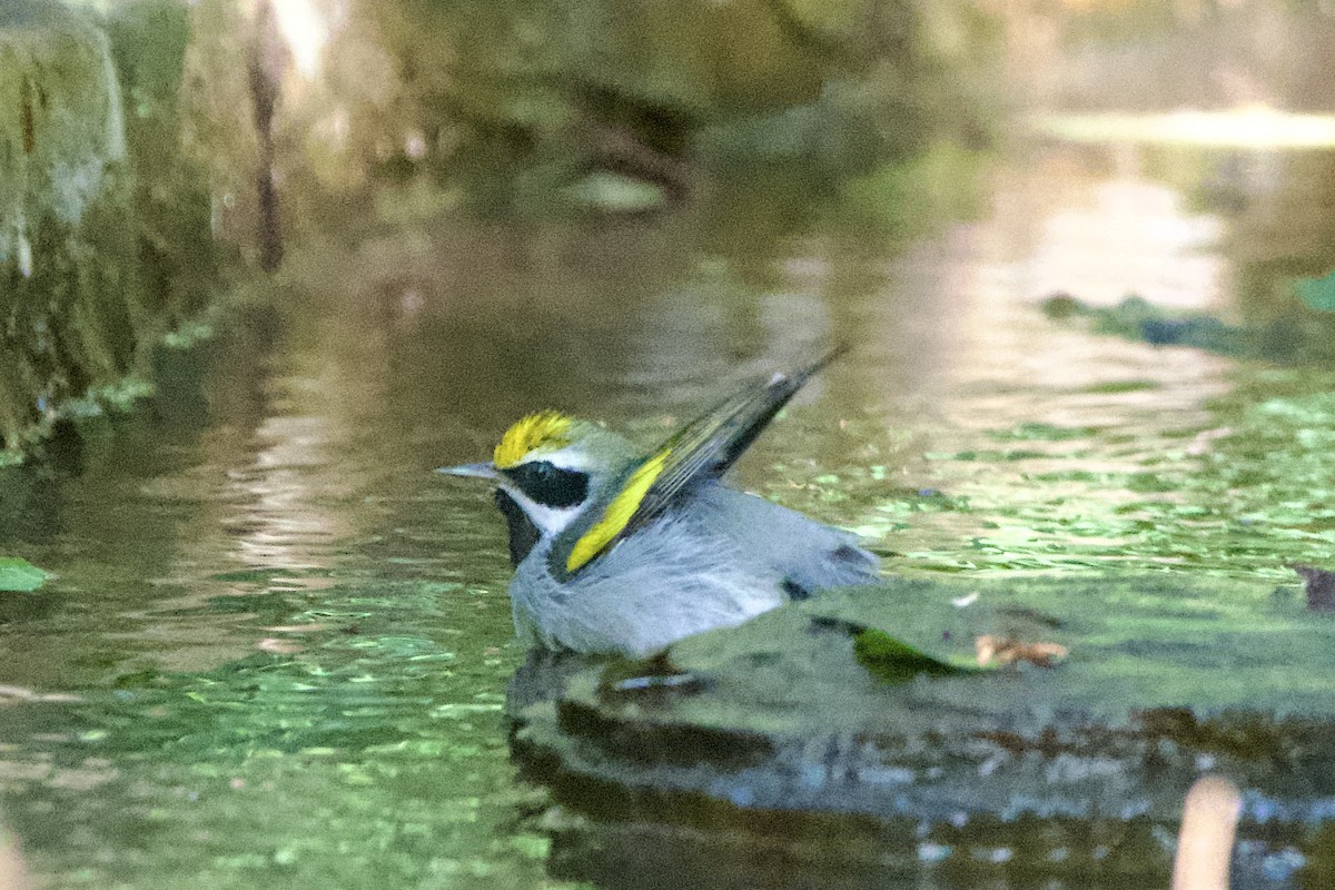 キンバネアメリカムシクイ - ML644880594