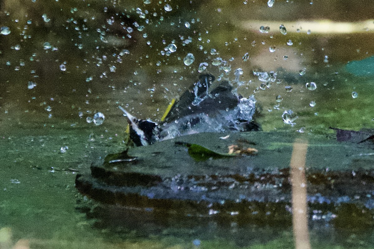 キンバネアメリカムシクイ - ML644880595