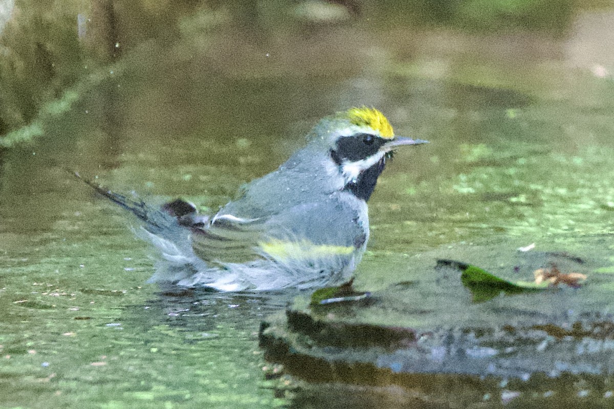 キンバネアメリカムシクイ - ML644880596