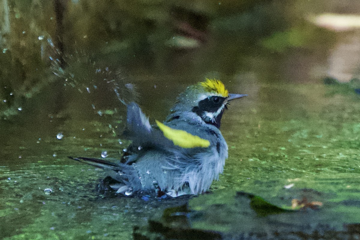 キンバネアメリカムシクイ - ML644880597