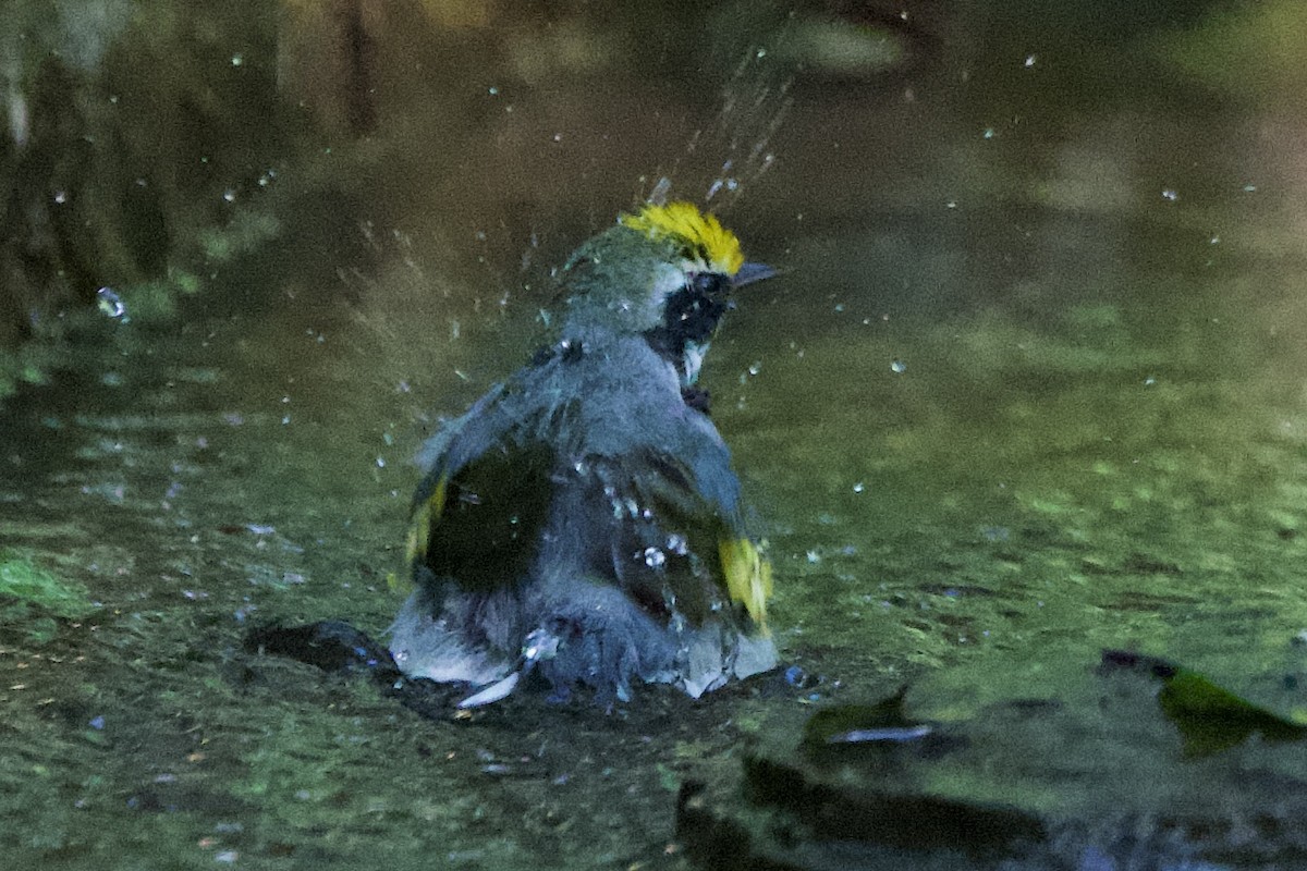 キンバネアメリカムシクイ - ML644880598