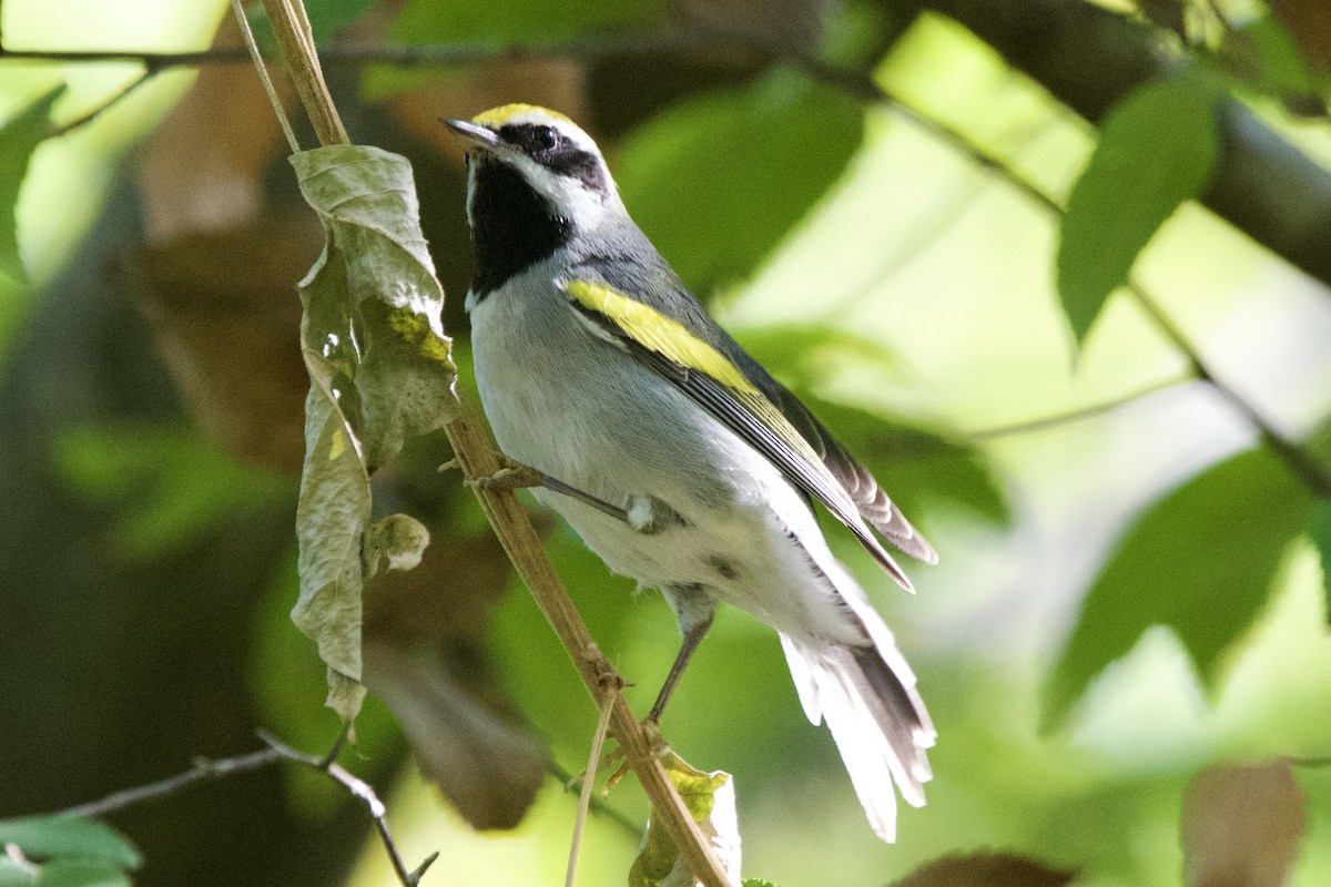 キンバネアメリカムシクイ - ML644880599