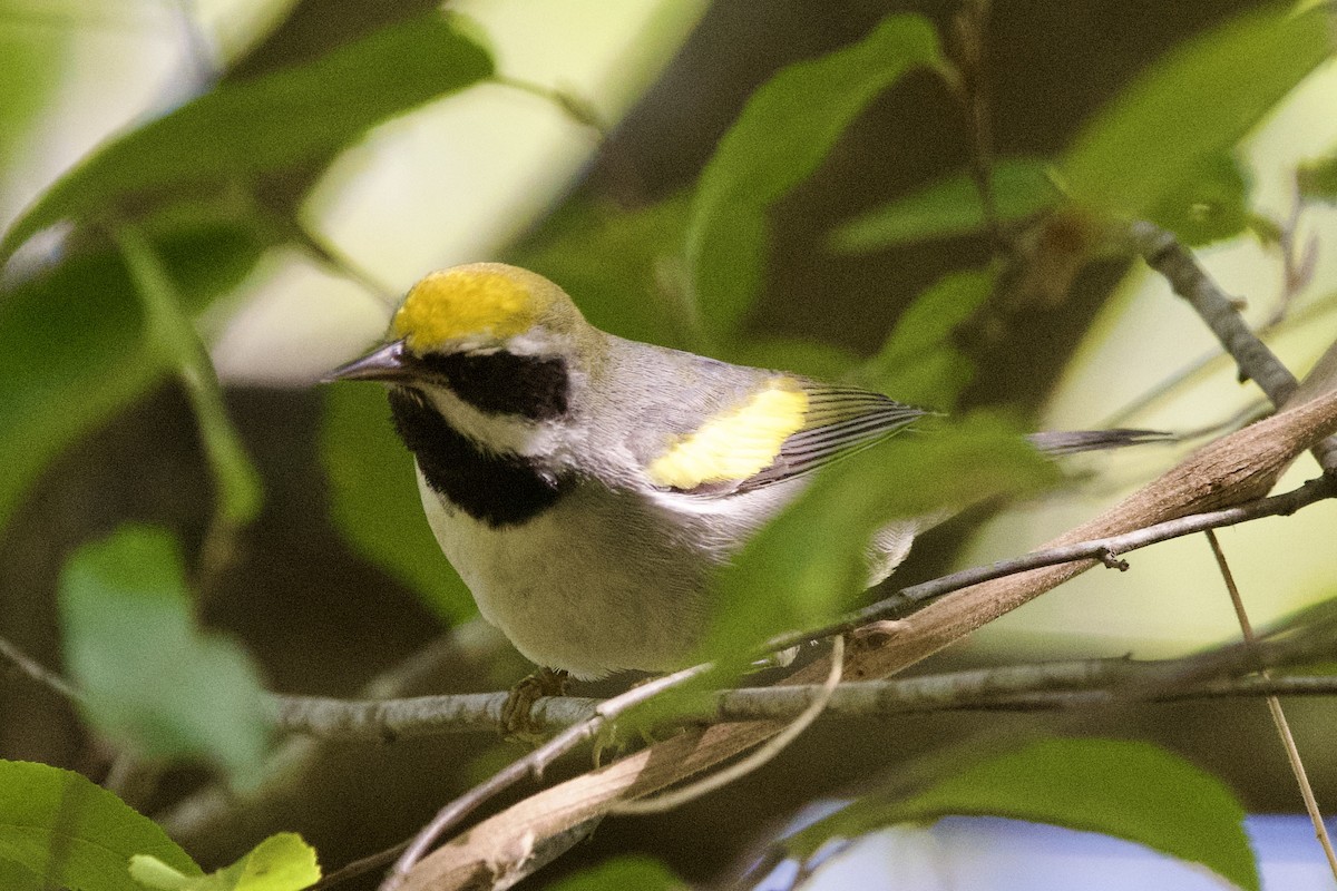 キンバネアメリカムシクイ - ML644880600