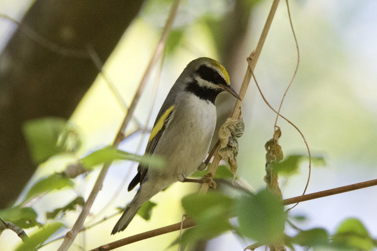 キンバネアメリカムシクイ - ML644880601