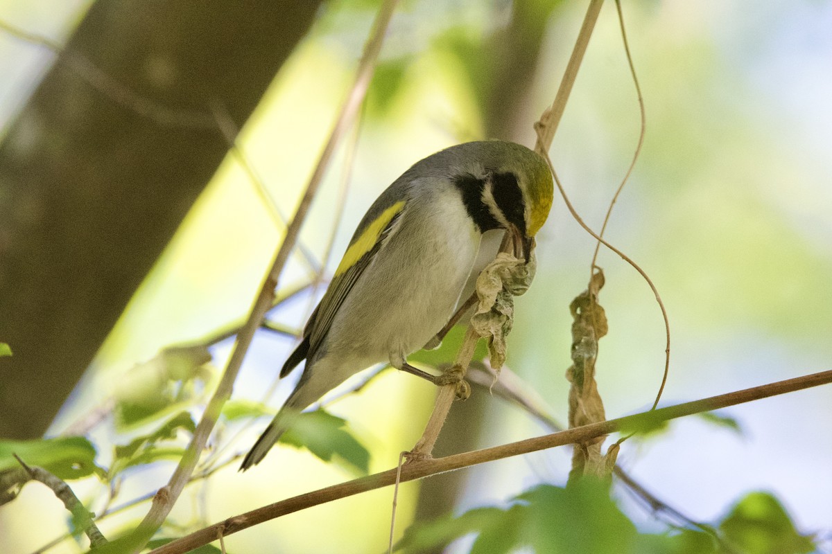 キンバネアメリカムシクイ - ML644880602