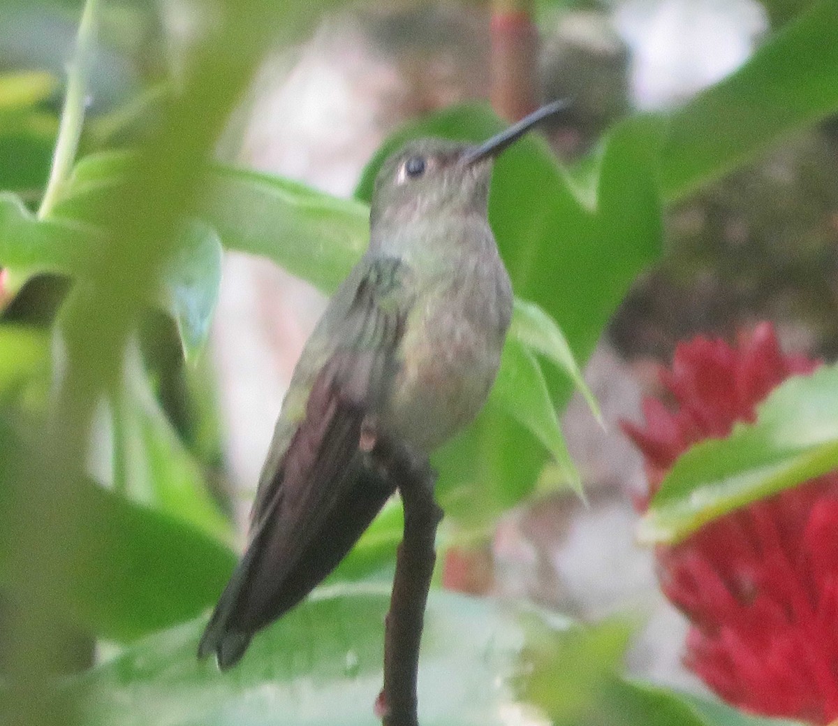 Scaly-breasted Hummingbird - ML644880609