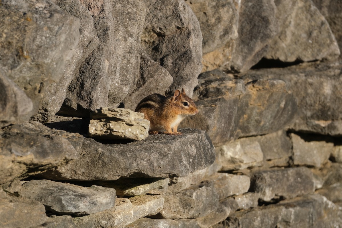 Animals - ML644880611