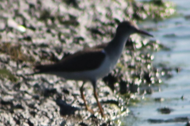 Spotted Sandpiper - ML644880616