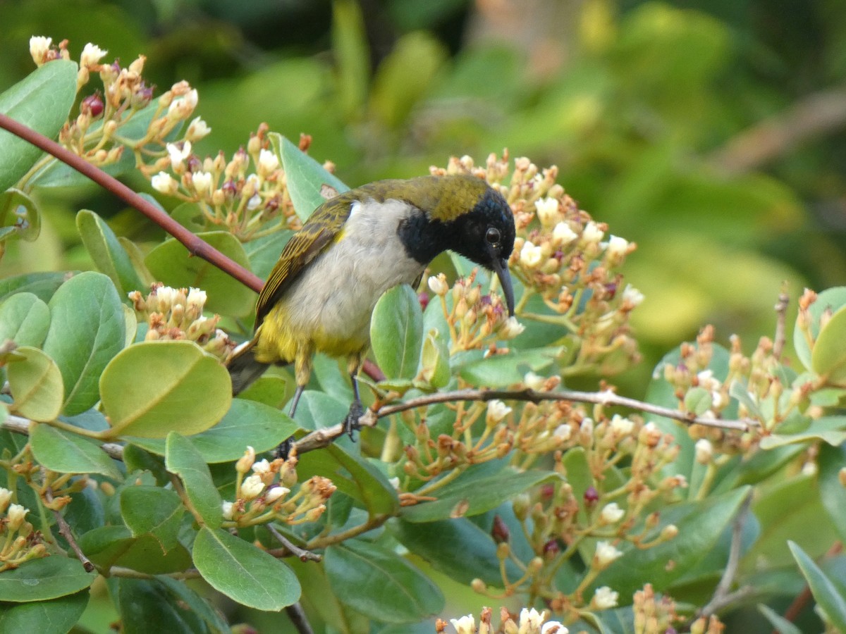 Reichenbach's Sunbird - ML644880626