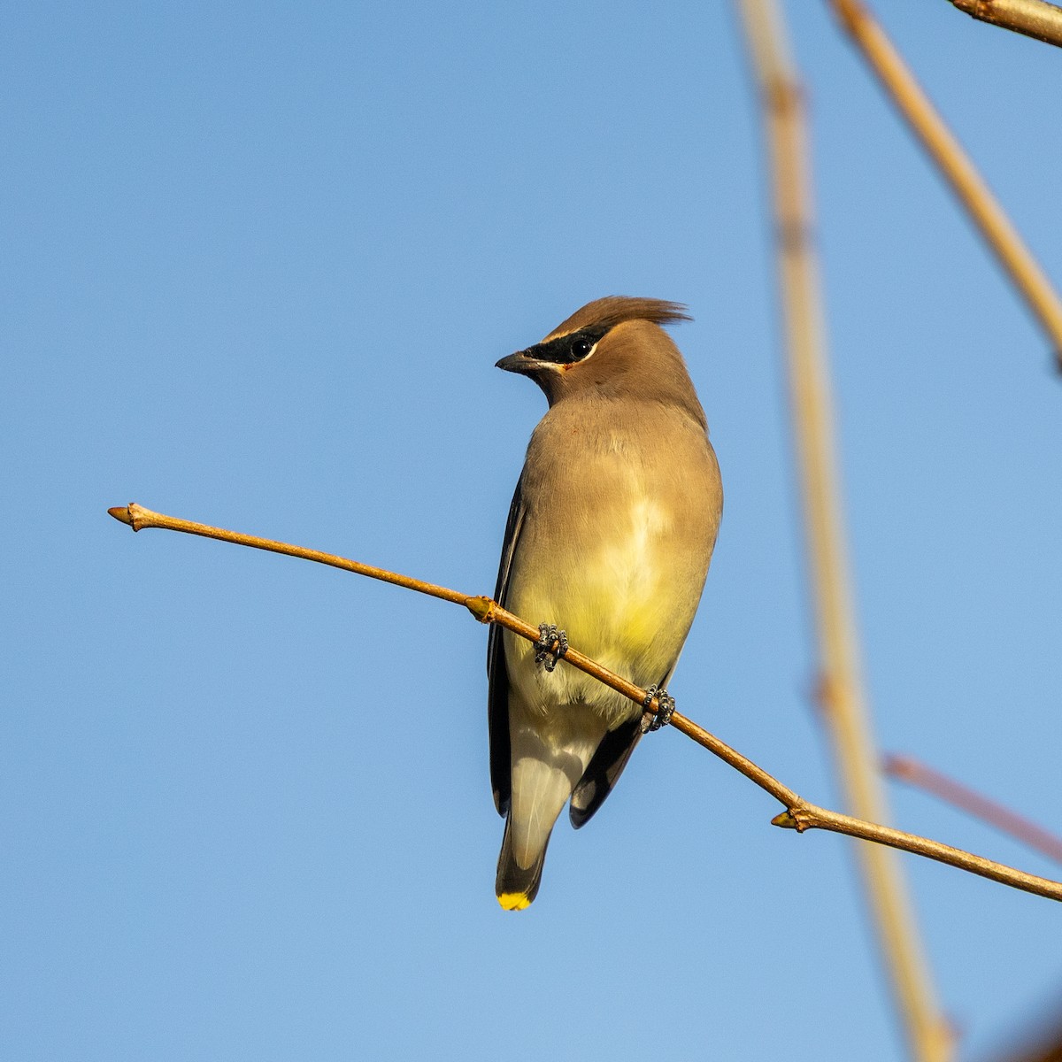 Jaseur d'Amérique - ML644880632