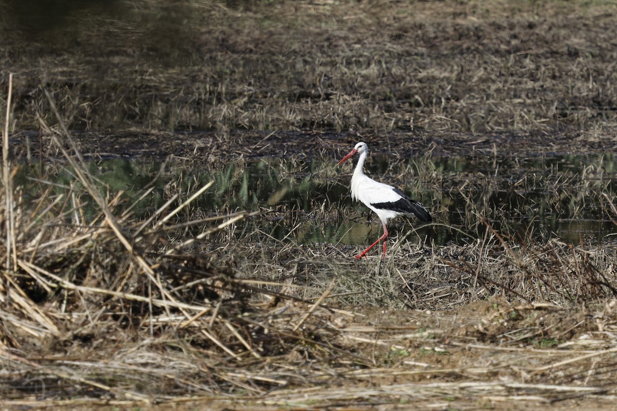 White Stork - ML644880666