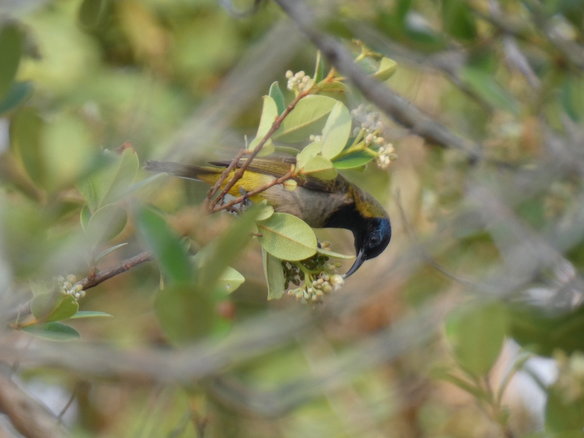 Reichenbach's Sunbird - ML644880685