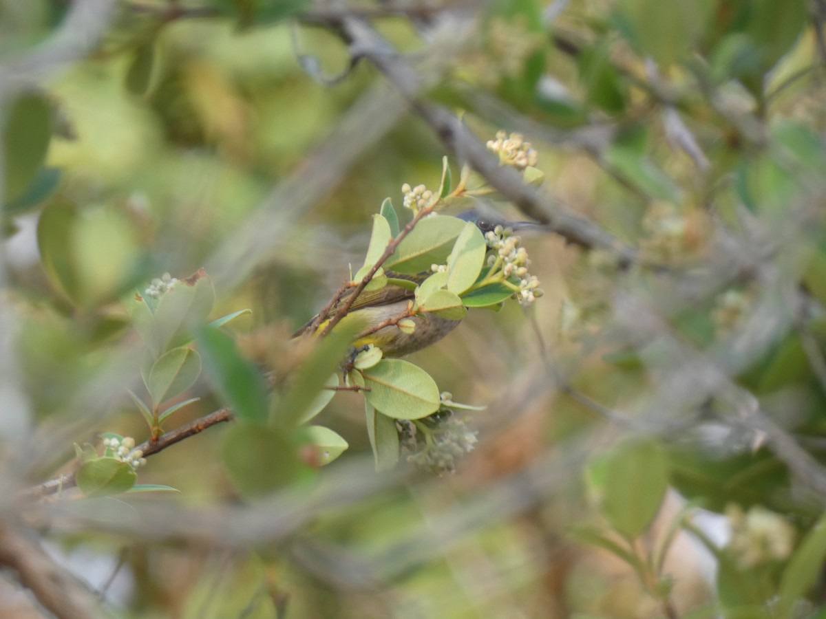 Reichenbach's Sunbird - ML644880686