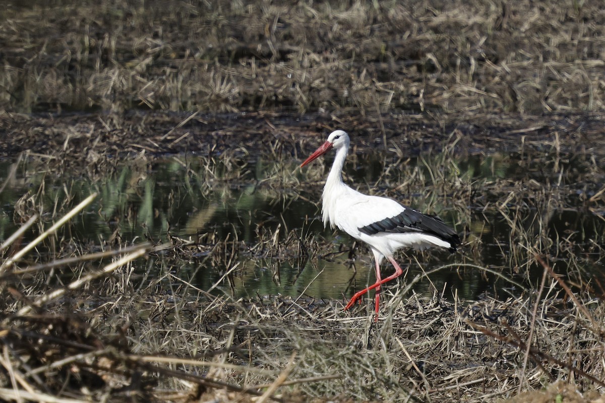 White Stork - ML644880709