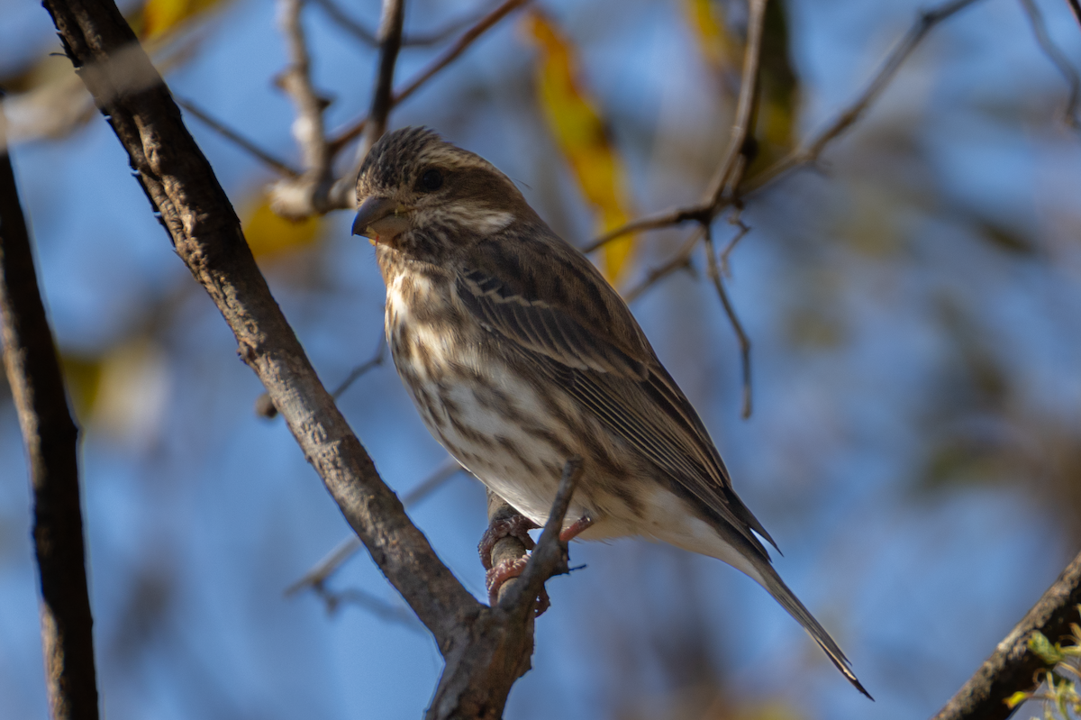 Purple Finch - ML644880715