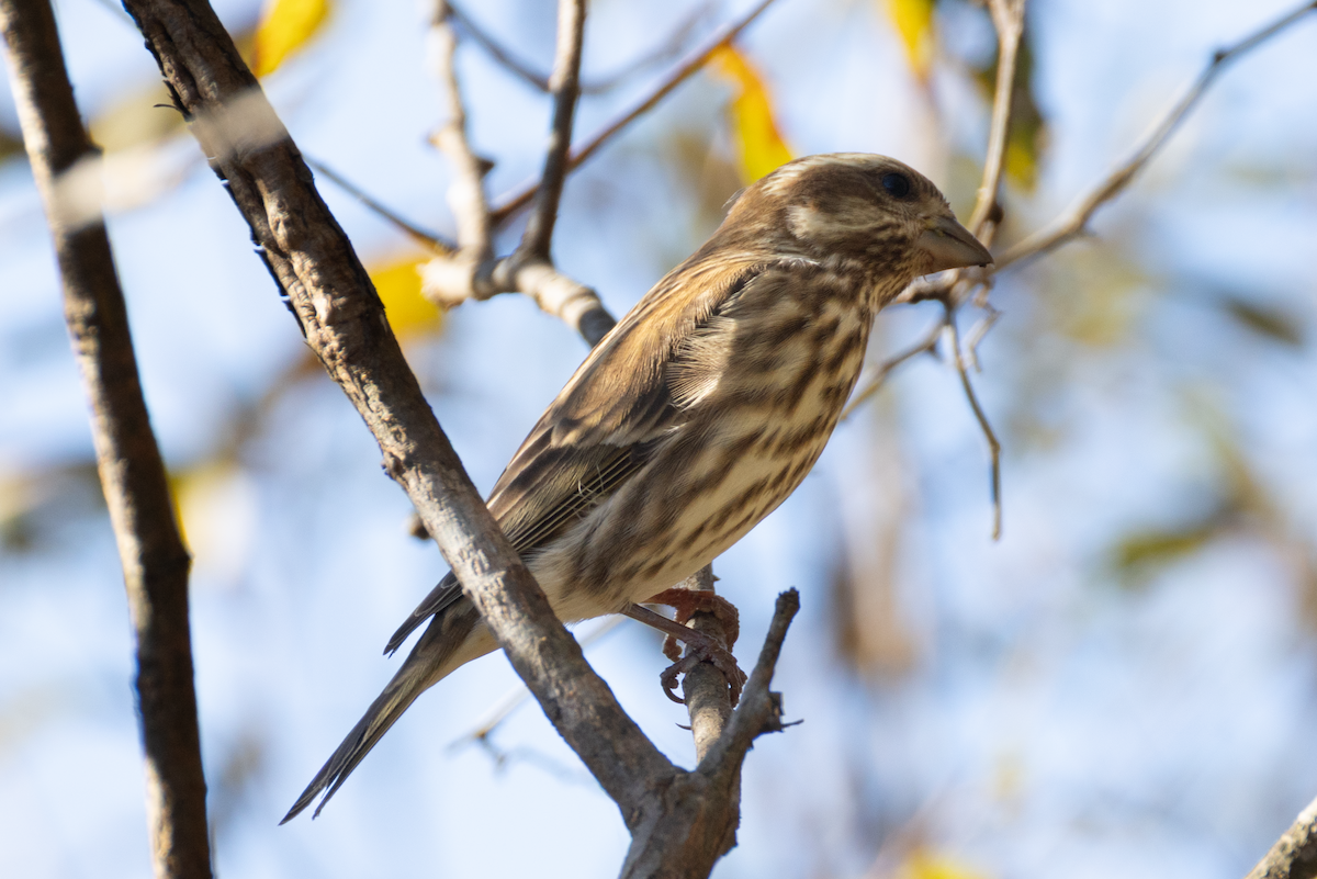 Purple Finch - ML644880717