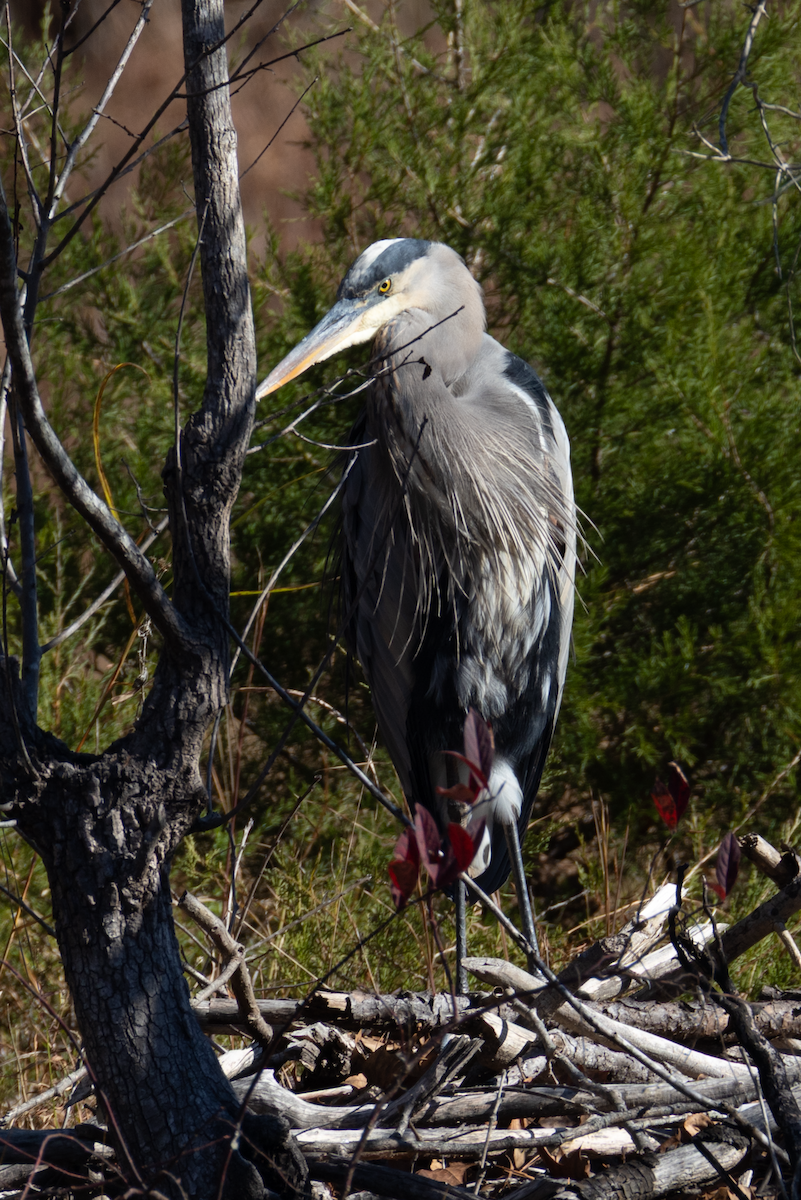 Great Blue Heron - ML644880719