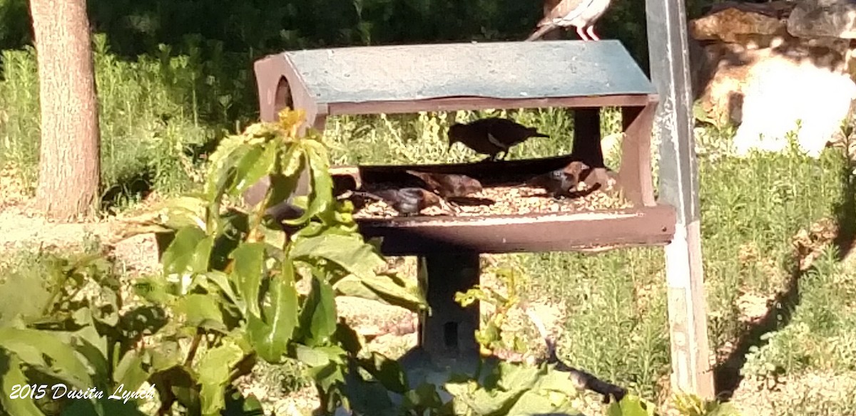 Коровий трупиал, буроголовый желтушник - ML644880732