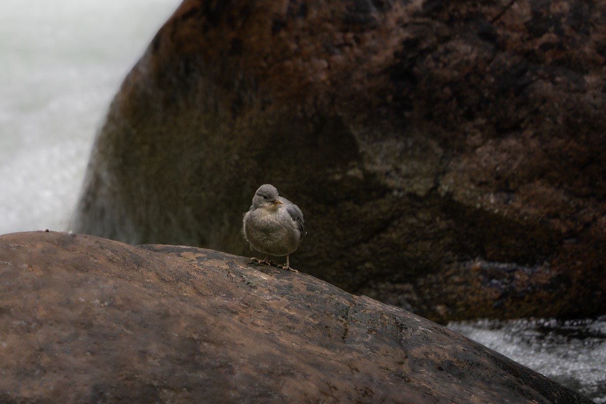 Ur-zozo iparramerikarra - ML644880737