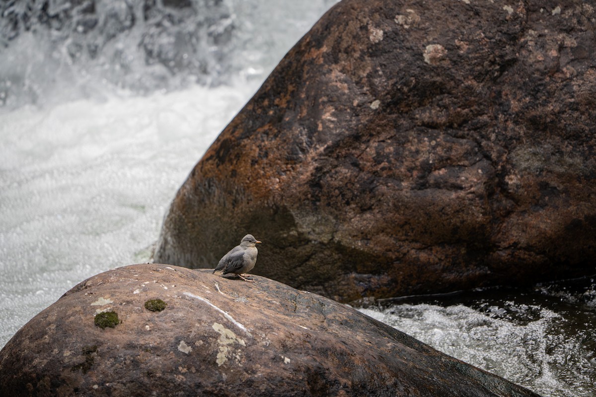 Ur-zozo iparramerikarra - ML644880738