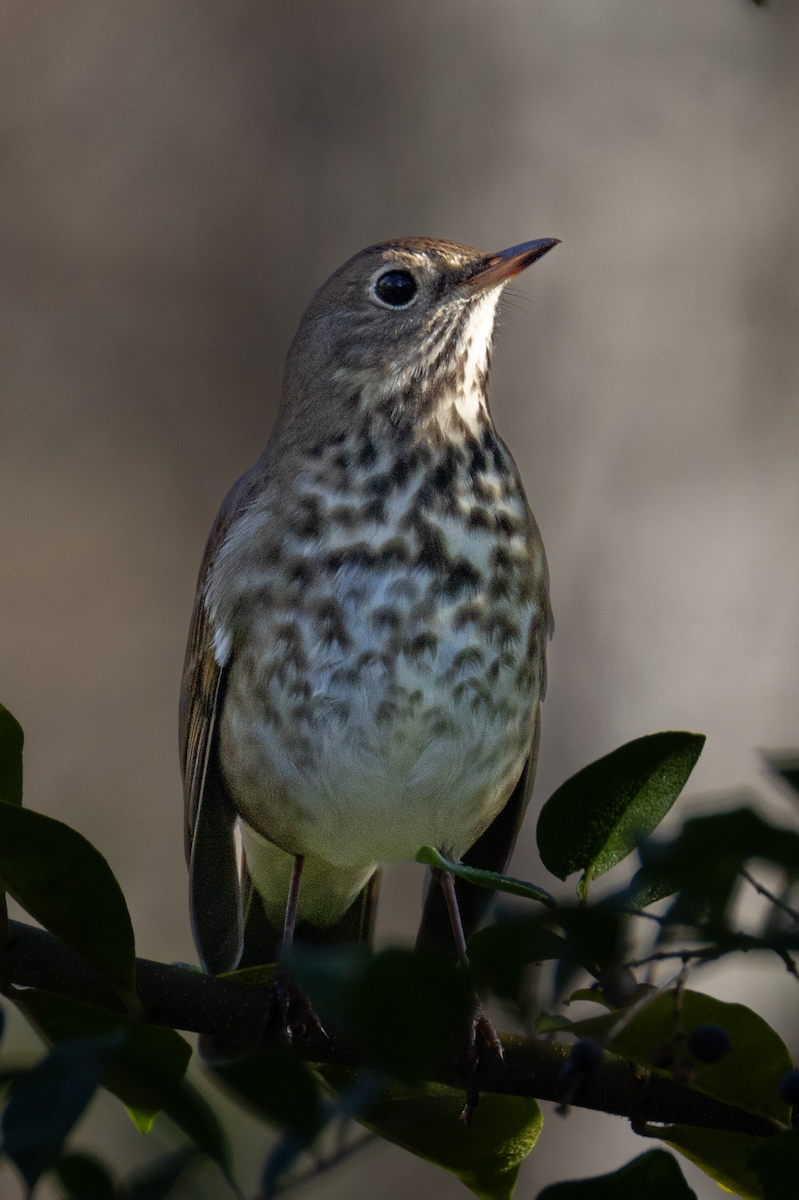 Hermit Thrush - ML644880748