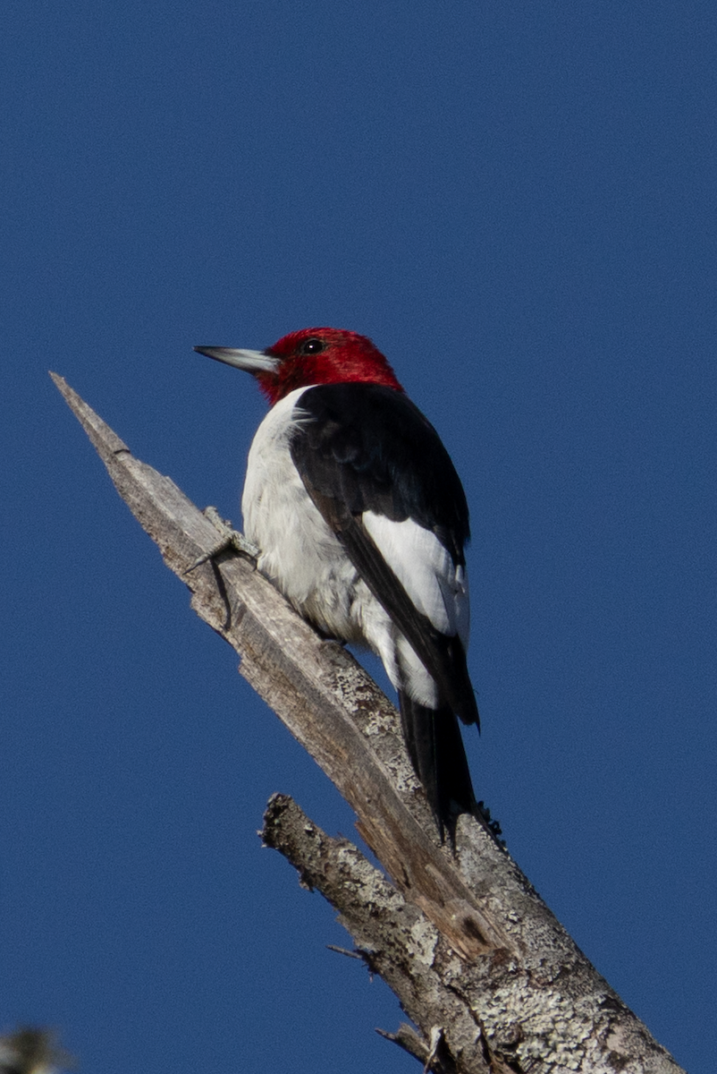Red-headed Woodpecker - ML644880762
