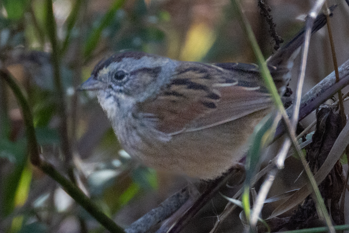 Swamp Sparrow - ML644880772