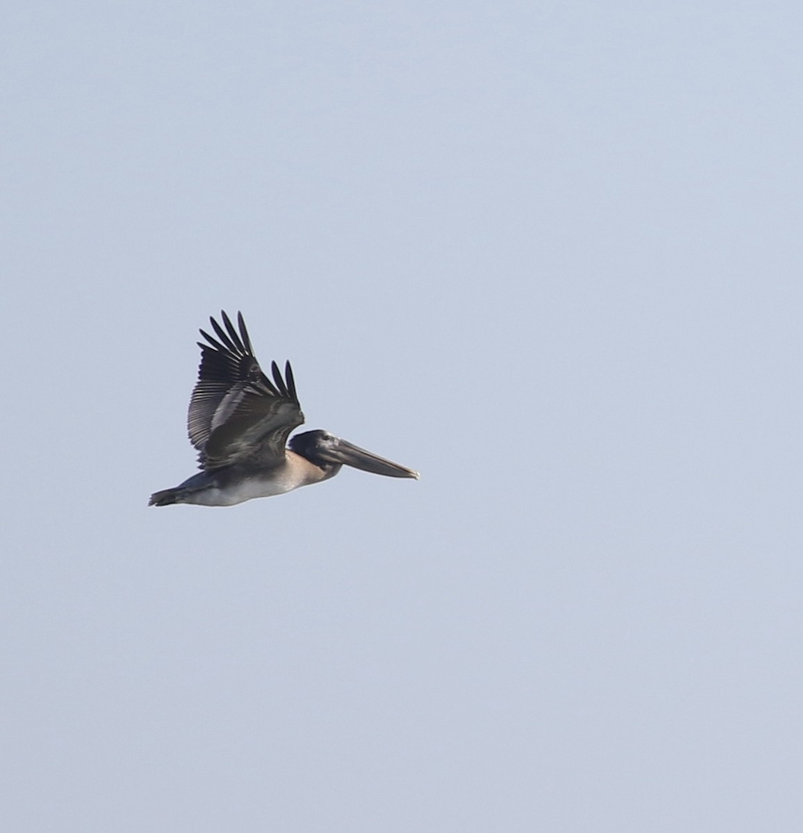 Brown Pelican - ML644880780