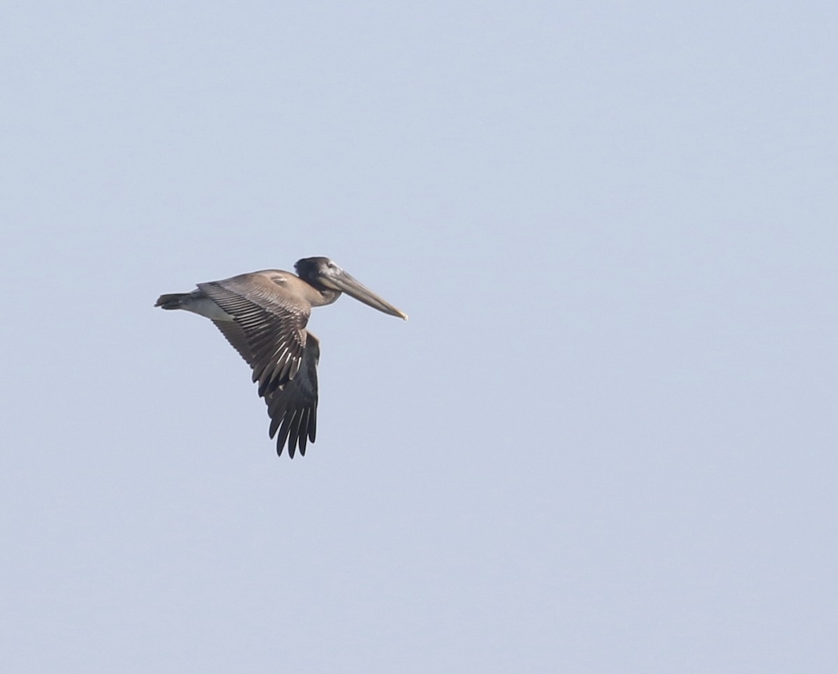 Brown Pelican - ML644880781